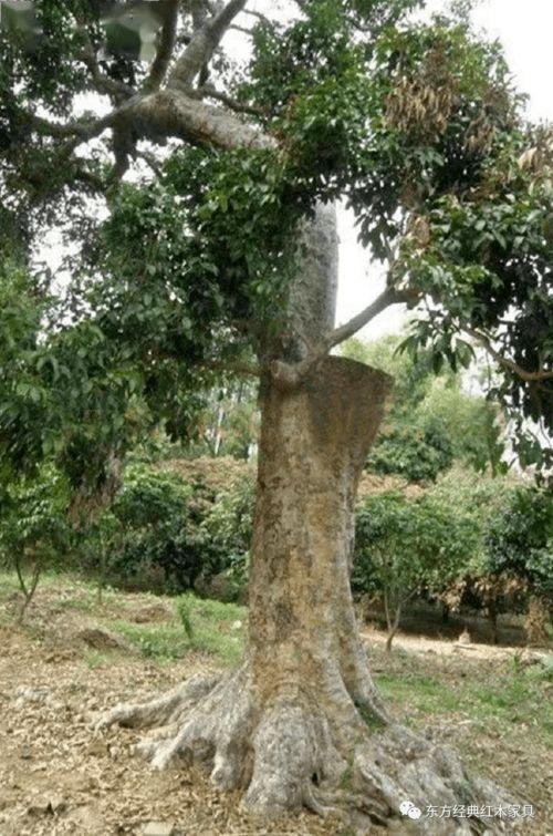 树与藤的图片,自然界的和谐共生画卷