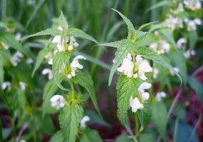 苏子图片,千年古韵，诗意盎然