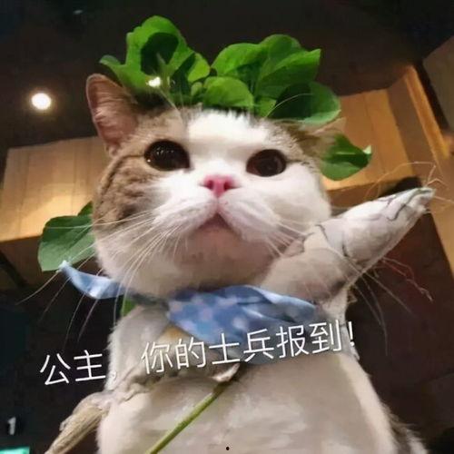 大眼瞪表情包,揭秘网络流行文化的魅力所在