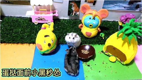 胖仓鼠搞笑视频,笑料百出萌态可掬